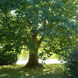 https://le-platane.midi-pyreneeshotels.com